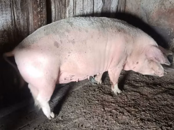 Scroafă, Porci