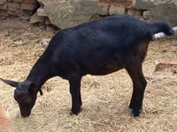 Cabra, Alpine goat — foto 7