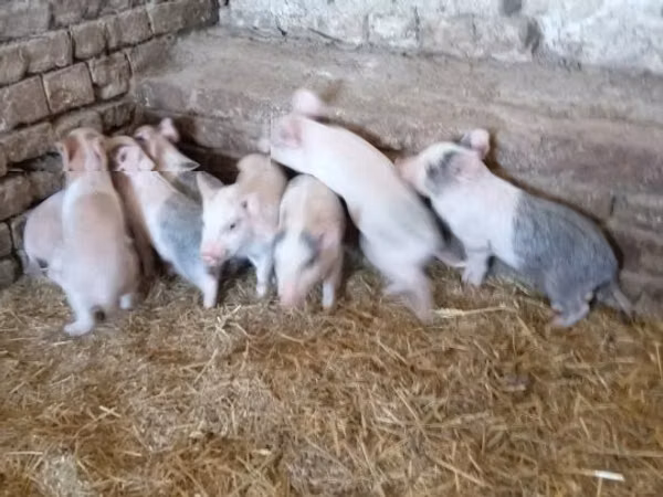 Porci (lot, sex nespecificat), 