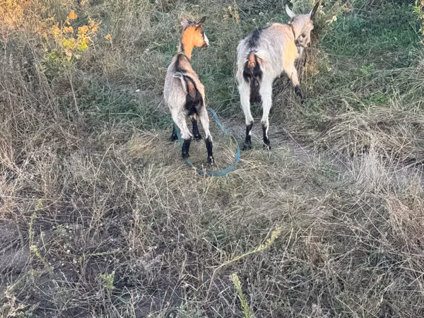 Capră, Capre