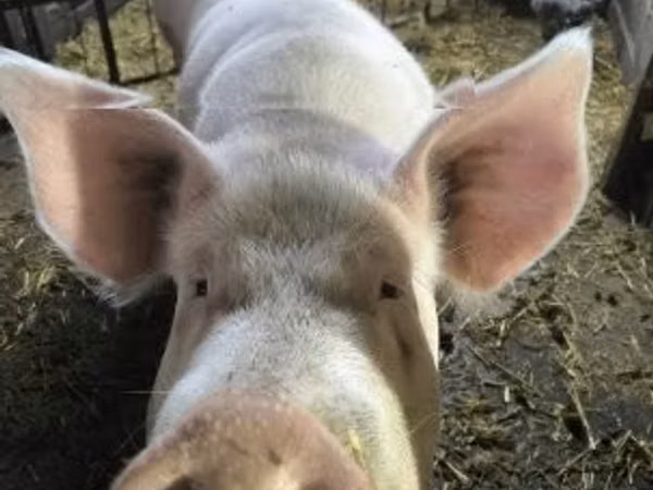 Scroafă, Porci