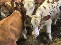 牛只（批次，未指定性别）, Simmental cattle — 照片 5