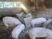 母猪, Pigs — 照片 5