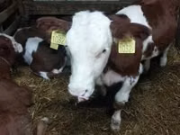 Bull, Simmental cattle — photo 4