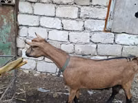 Capră, Italian Alpine goat — foto 5