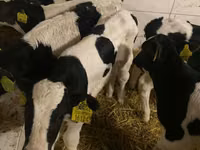 公牛, Russian Black pied cattle — 照片 3
