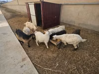 Cabra, Cabras — foto 1