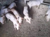 Säue, Schweine — Foto 2