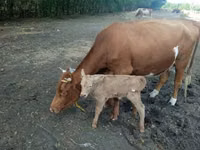 Sigir, Simmental cattle — 1-rasm