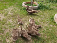 Ducks — 照片 4