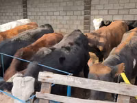 Toro, Aberdeen-Angus — foto 6