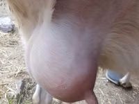 Cabra, Saanen goat — foto 1