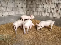 Säue, Schweine — Foto 3