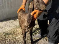 عنزة, Kamori goats — الصورة 1