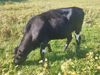 Kuh, Russian Black pied cattle — Foto 1