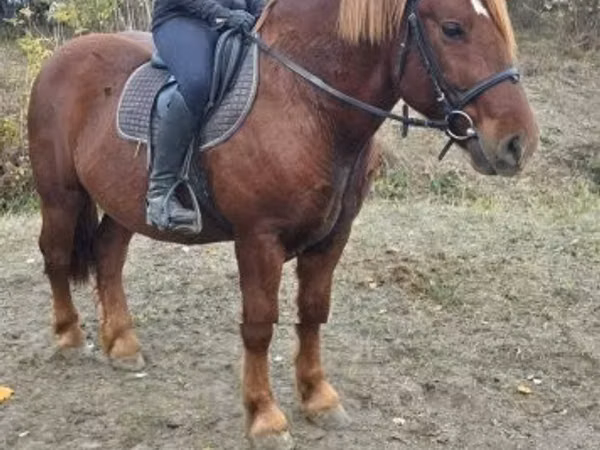 公马, Horses