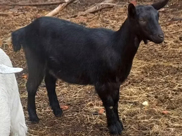Cabra, Alpine goat