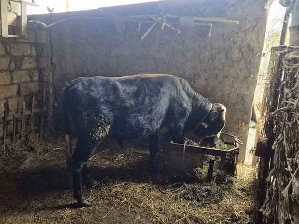 Buqa, Aberdin – Angus