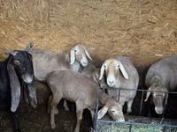 母羊, Arashan sheep — 照片 1