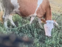 بقرة, Simmental cattle — الصورة 3