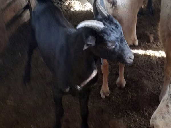 Țap, Murcia-Granada goats