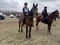 At, Horse breed — foto 3