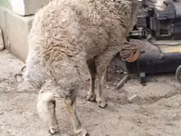 كبش, الأغنام — الصورة 1