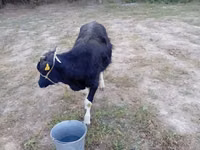 Vaca, Bovinos — foto 6