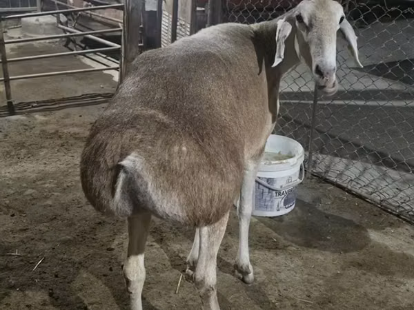 Qoʻy, Afghan Arabi sheep