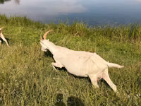 عنزة, LaMancha goats — الصورة 3