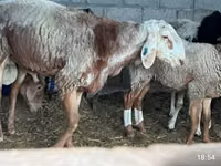 Schaf, East Friesian Dairy sheep — Foto 3