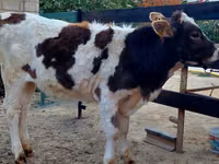 بقرة, Simmental cattle — الصورة 2