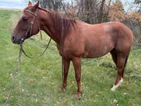 Cal, Quarter Horse — foto 2