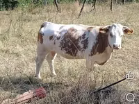 Buğa, Mal-qara — foto 1