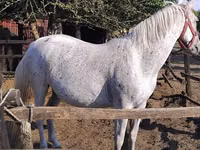Iapă, Lipizzaner — foto 1