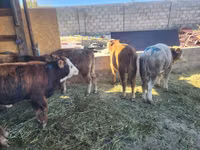 Bulle, Simmental cattle — Foto 6