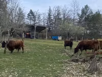 Vache, Dexter — photo 2
