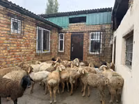 Berbec, Rhon sheep — foto 1