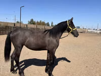 Jument, Friesian — photo 3