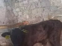 Bou, Vaca Limousine — foto 1