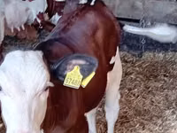 Bovinos (lote, sexo não especificado), Russian Black pied cattle — foto 3