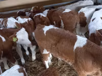 Bou, Simmental cattle — foto 8