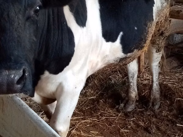 Bulle, Russian Black pied cattle