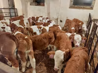 Touro, Simmental cattle — foto 4