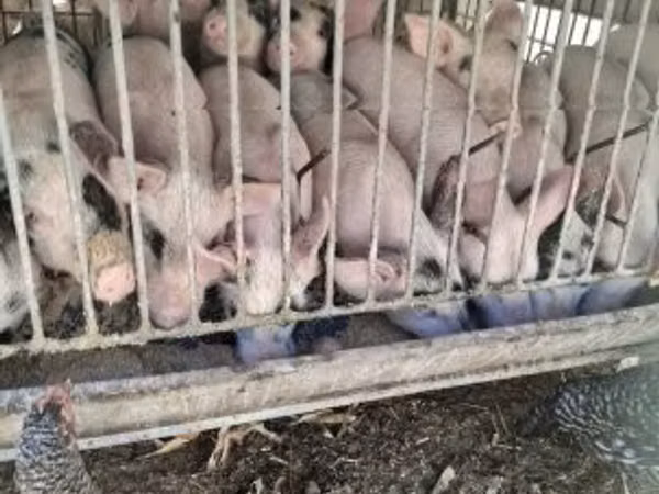 Schweine (Partie, Geschlecht nicht angegeben), Schweine