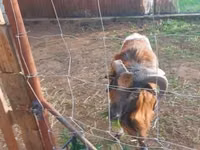 公羊, Cameroon sheep — 照片 1