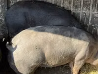 母猪, Pigs — 照片 1