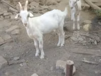 Ziegenbock, Ziegen — Foto 6