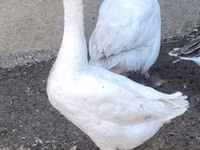 Geese — الصورة 1