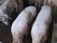 母猪, Pigs — 照片 1